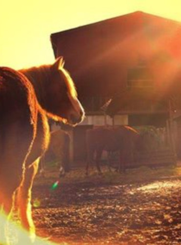 Wilde Ranch in Waldenbuch