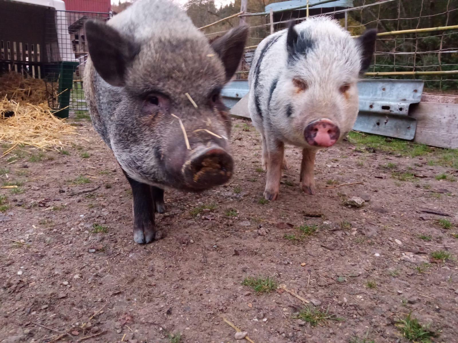 Günther und Salvatore